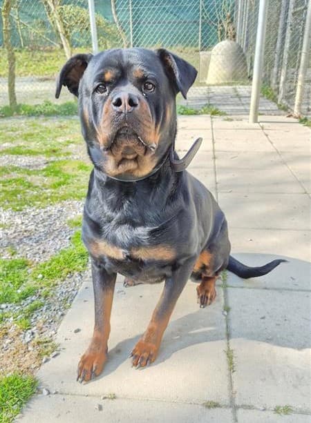 Rottweiler-Hündin - Bild 1