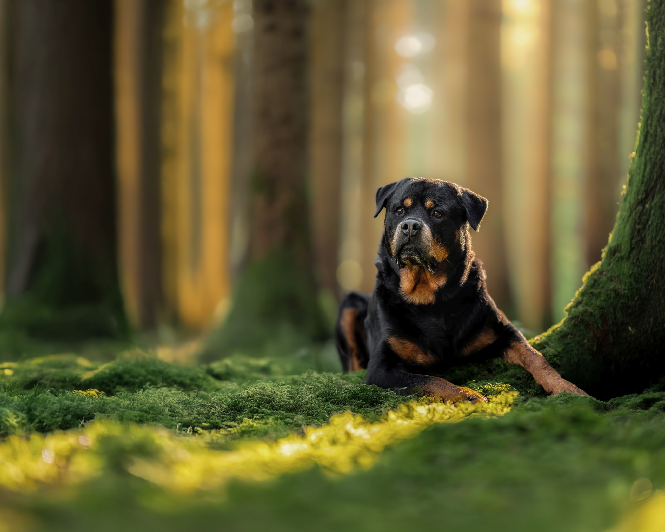 Hintergrundbild